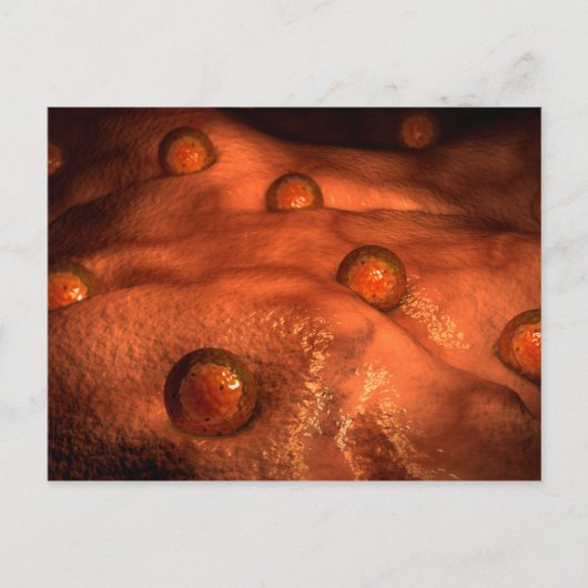 Microscopisch Uitzicht van eicellen Briefkaart (Voorkant)