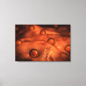 Microscopisch Uitzicht van eicellen Canvas Afdruk (Voorkant)