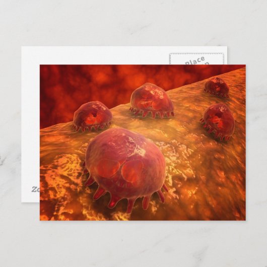 Microscopisch Uitzicht van fagocytaire macrofagen  Briefkaart (Voorkant / Achterkant)