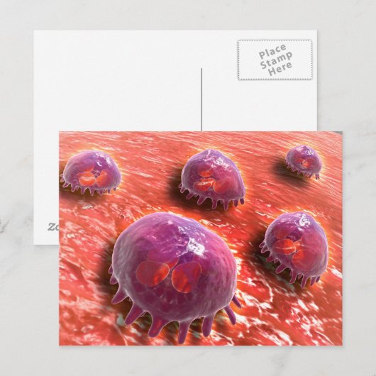 Microscopisch Uitzicht van fagocytaire macrofagen Briefkaart (Voorkant / Achterkant)