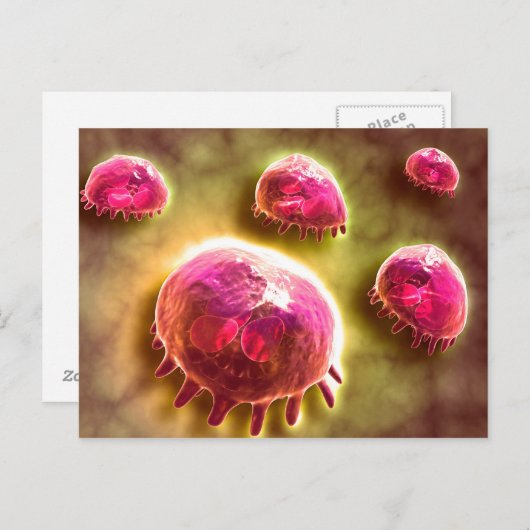 Microscopisch Uitzicht van fagocytaire macrofagen Briefkaart (Voorkant / Achterkant)