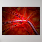 Microscopisch Uitzicht van het geïnjecteerde genee Poster (Voorkant)