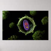 Microscopisch Uitzicht van het HIV-virus, doorsned Poster (Voorkant)