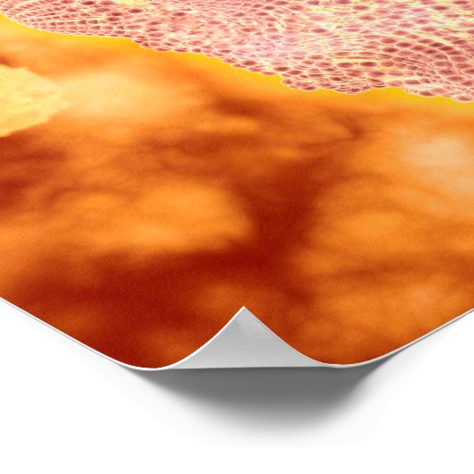 Microscopisch Uitzicht van het kaninenparvovirus 1 Poster (Hoek)