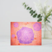 Microscopisch Uitzicht van het kaninenparvovirus 2 Briefkaart (Staand voorkant)