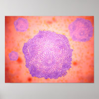 Microscopisch Uitzicht van het kaninenparvovirus 2