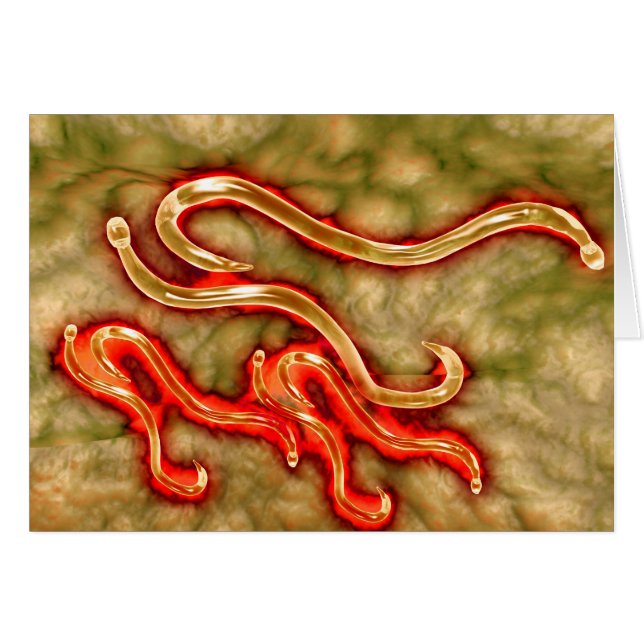 Microscopisch Uitzicht van Hookworm 1 (Voorkant Horizontaal)