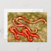 Microscopisch Uitzicht van Hookworm 1 Briefkaart (Voorkant / Achterkant)