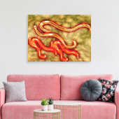 Microscopisch Uitzicht van Hookworm 1 Canvas Afdruk (Insitu (Woonkamer))