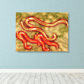 Microscopisch Uitzicht van Hookworm 1 Canvas Afdruk (Insitu (Houten vloer))