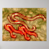 Microscopisch Uitzicht van Hookworm 1 Poster (Voorkant)