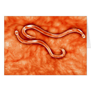 Microscopisch Uitzicht van Hookworm 2