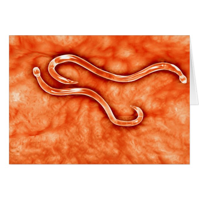 Microscopisch Uitzicht van Hookworm 2 (Voorkant Horizontaal)