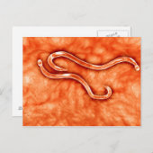 Microscopisch Uitzicht van Hookworm 2 Briefkaart (Voorkant / Achterkant)