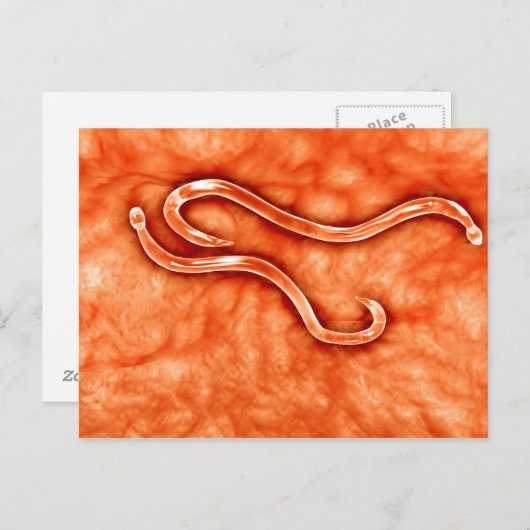 Microscopisch Uitzicht van Hookworm 2 Briefkaart (Voorkant / Achterkant)