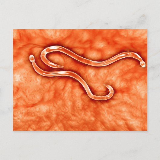 Microscopisch Uitzicht van Hookworm 2 Briefkaart (Voorkant)