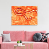 Microscopisch Uitzicht van Hookworm 2 Canvas Afdruk (Insitu (Woonkamer))