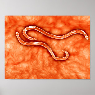 Microscopisch Uitzicht van Hookworm 2 Poster
