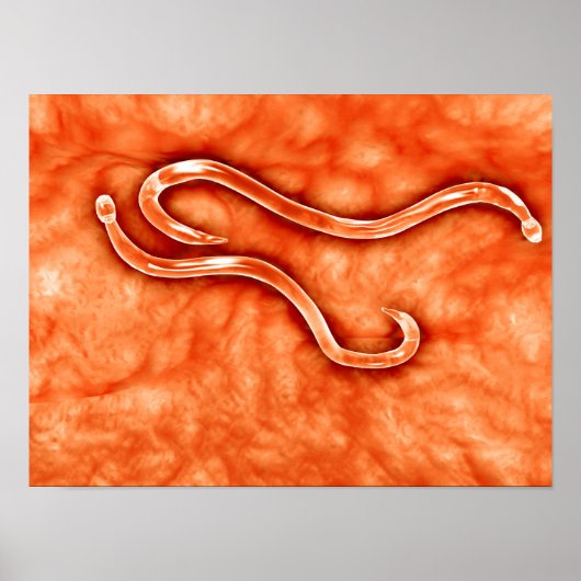 Microscopisch Uitzicht van Hookworm 2 Poster (Voorkant)