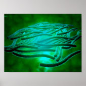 Microscopisch Uitzicht van Legionella Pneumophila  Poster (Voorkant)