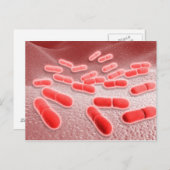 Microscopisch Uitzicht van Listeria monocytogenes Briefkaart (Voorkant / Achterkant)