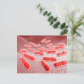 Microscopisch Uitzicht van Listeria monocytogenes Briefkaart (Staand voorkant)