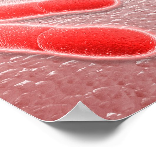 Microscopisch Uitzicht van Listeria monocytogenes  Poster (Hoek)