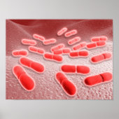Microscopisch Uitzicht van Listeria monocytogenes  Poster (Voorkant)