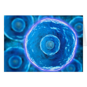 Microscopisch Uitzicht van menselijke B-cellen 1