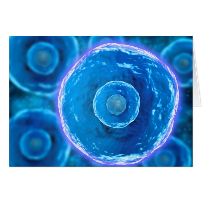 Microscopisch Uitzicht van menselijke B-cellen 1 (Voorkant Horizontaal)