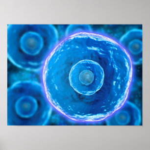 Microscopisch Uitzicht van menselijke B-cellen 1 Poster