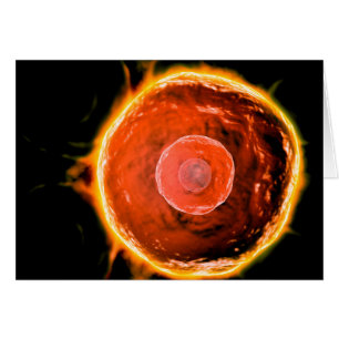 Microscopisch Uitzicht van menselijke B-cellen 3