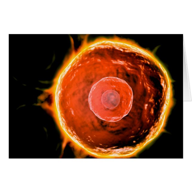 Microscopisch Uitzicht van menselijke B-cellen 3 (Voorkant Horizontaal)