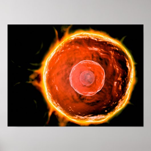 Microscopisch Uitzicht van menselijke B-cellen 3 Poster (Voorkant)