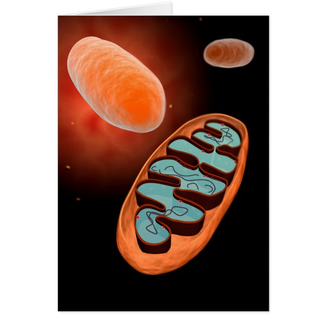 Microscopisch Uitzicht van Mitochondria 1 (Voorkant)