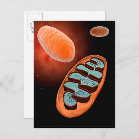 Microscopisch Uitzicht van Mitochondria 1 Briefkaart (Voorkant / Achterkant)