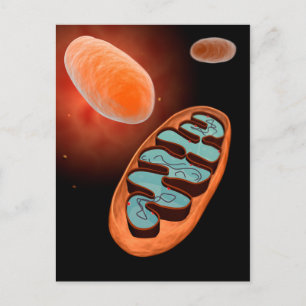 Microscopisch Uitzicht van Mitochondria 1 Briefkaart