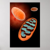 Microscopisch Uitzicht van Mitochondria 1 Poster (Voorkant)