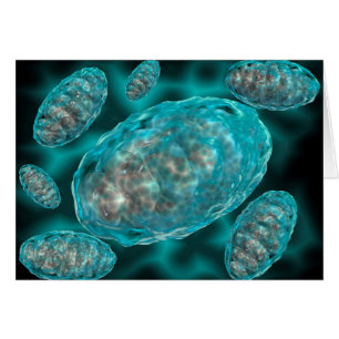 Microscopisch Uitzicht van Mitochondria 2