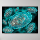 Microscopisch Uitzicht van Mitochondria 2 Poster (Voorkant)