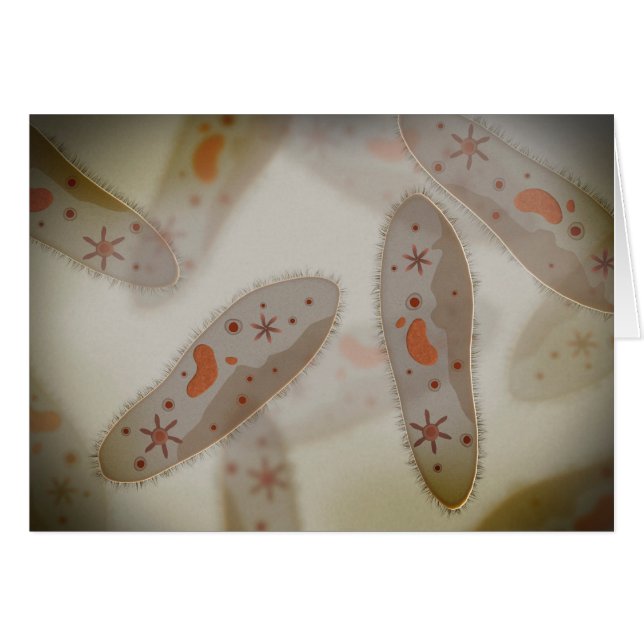 Microscopisch Uitzicht van paramecium 1 (Voorkant Horizontaal)