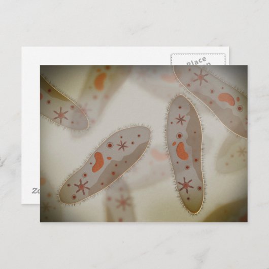 Microscopisch Uitzicht van paramecium 1 Briefkaart (Voorkant / Achterkant)