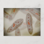 Microscopisch Uitzicht van paramecium 1 Briefkaart (Voorkant)