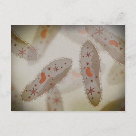 Microscopisch Uitzicht van paramecium 1 Briefkaart (Voorkant)