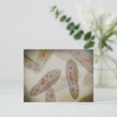 Microscopisch Uitzicht van paramecium 1 Briefkaart (Staand voorkant)