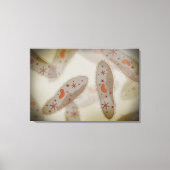 Microscopisch Uitzicht van paramecium 1 Canvas Afdruk (Voorkant)
