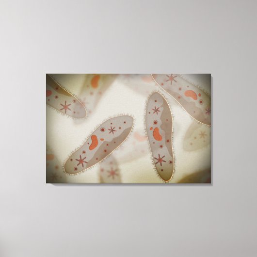 Microscopisch Uitzicht van paramecium 1 Canvas Afdruk (Voorkant)