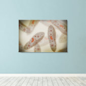 Microscopisch Uitzicht van paramecium 1 Canvas Afdruk (Insitu (Houten vloer))