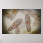 Microscopisch Uitzicht van paramecium 1 Poster (Voorkant)