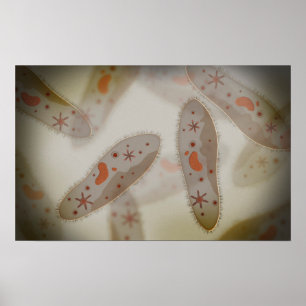 Microscopisch Uitzicht van paramecium 1 Poster
